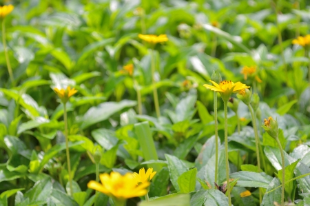 Background of Flowers Fieldの写真素材