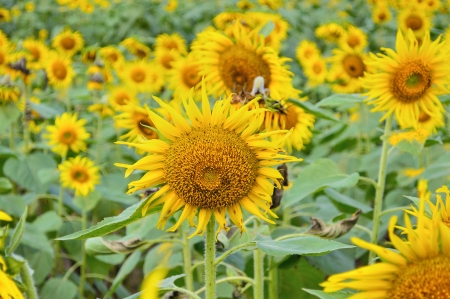 beautiful sunflower field with lots of sunflowersの写真素材