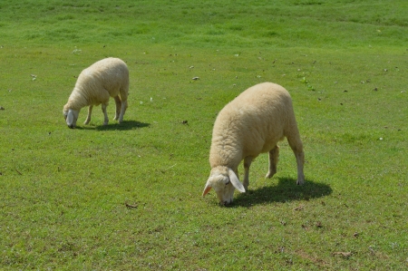 Sheeps in a meadow in the mountainsの写真素材