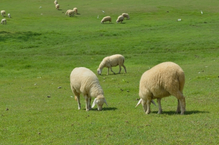Herd of sheep on beautiful mountain meadowの写真素材