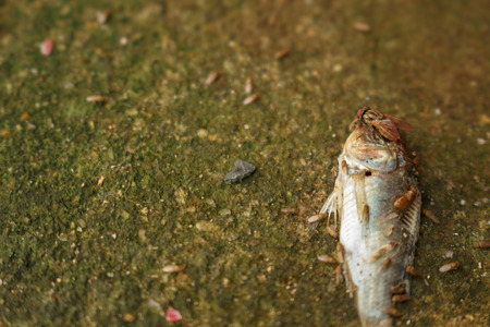 Flies are swarming dead fish were dead.の写真素材