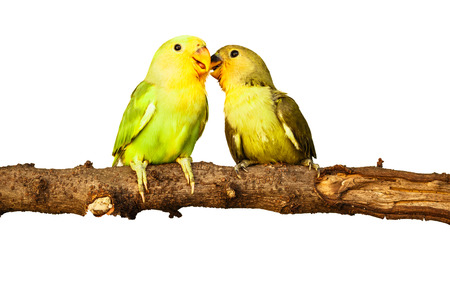 birds love on isolated background