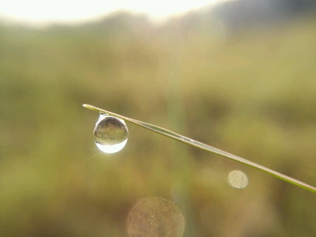 Water drop on grass backgroundの素材