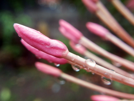 drop water on spike flowerの写真素材