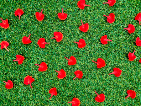 red flower on grass backgroundの写真素材
