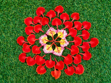 red flower on grass backgroundの写真素材