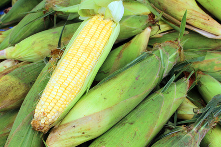 group corn  husks background