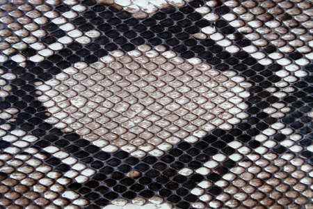 texture leather Snake skin