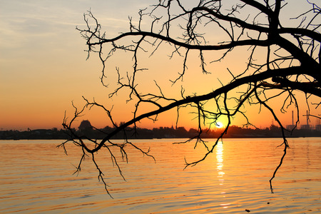 silhouette tree on sunrise