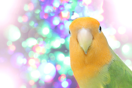 lovebird on Blurred fairy lights backgroundの写真素材