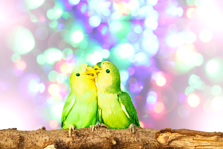 lovebird on Blurred fairy lights backgroundの写真素材