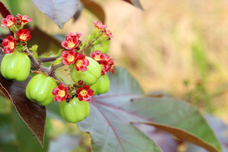 Jatropha fruit for distill bio dieselの写真素材