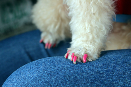 dog nail pink paintの写真素材