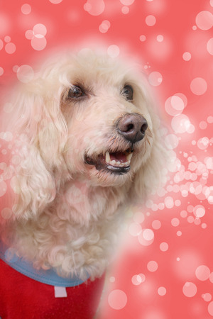 dog on blurry backgroundの写真素材