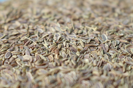 coriander seeds backgroundの写真素材