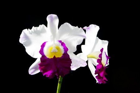 cattleya の写真素材