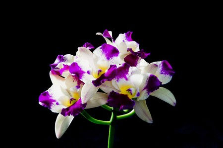 cattleya の写真素材