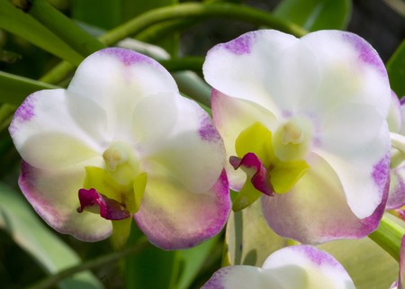 wild orchidの写真素材