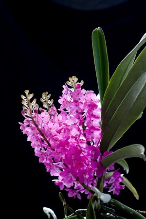 The Species Orchid of Thailandの写真素材