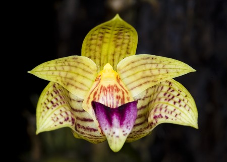 The Species Orchid of Thailandの写真素材