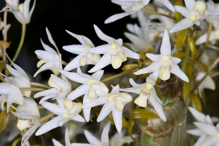 The Species Orchid of Thailandの写真素材