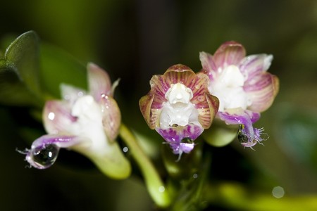 The Species Orchid of Thailandの写真素材