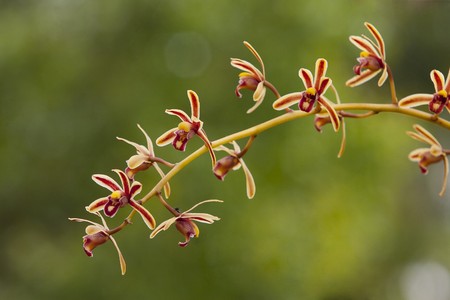 The Species orchid of thailandの写真素材