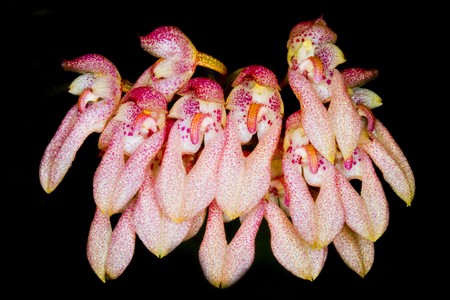 The Species Orchid of Thailandの写真素材