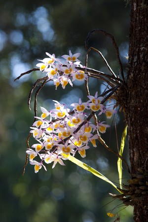 The Species Orchid of Thailandの写真素材