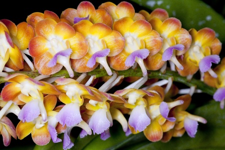 Wild orchids and a garden.の写真素材