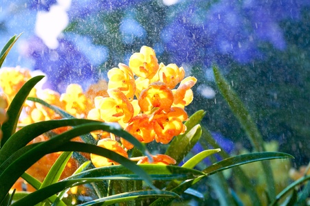 Orchid A variety of eye colors from mixing.の写真素材