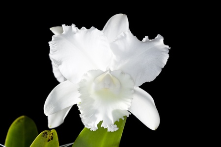 The genus Cattleya hybrid orchid white flowers, yellow mouth.の写真素材