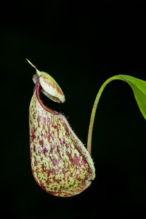 A pair of Wild Nepenthes mirabilis Monkey Cups with Visible Waterline on the sidesの写真素材