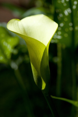 White Anthurium flower isolated on black backgroundの写真素材