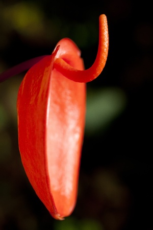 red flowerの写真素材