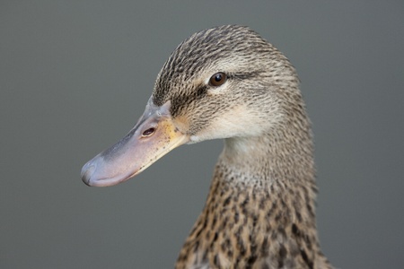 duck rest on waterの写真素材