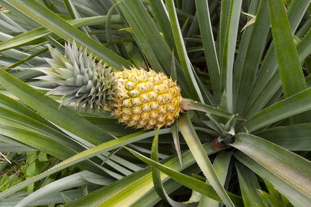 Fresh slice pineapple isolated over white background.