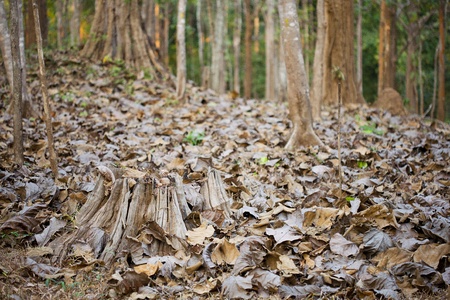 Landscape with road covered with fallen leaves through forestの写真素材