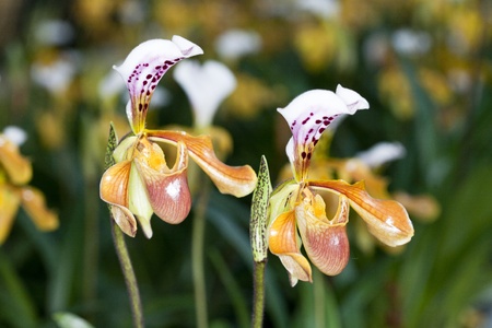 Paphiopedilum villosum  Lindl   Stein の写真素材