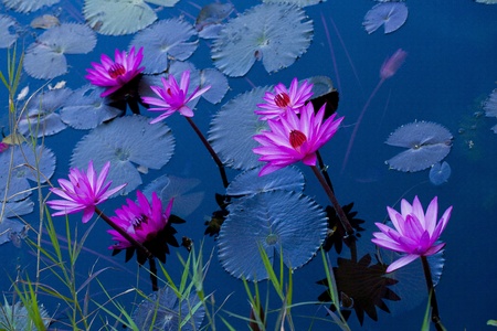 pink water lily in pondの写真素材