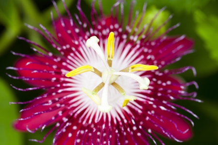 Wildflowers の写真素材