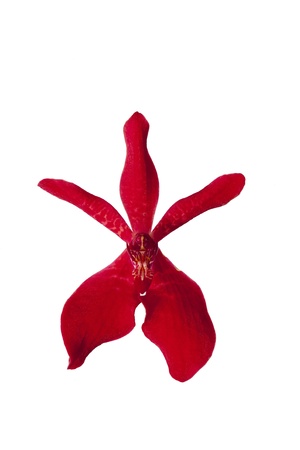 Ren Bangkok Flame x Rnst Azimahの写真素材