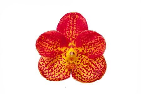 Vanda orchids Black and white background 