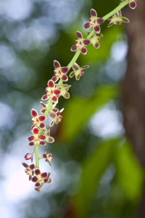 Chiloschista parishiiの写真素材