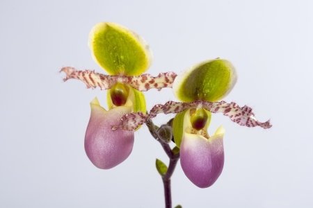 Paphiopedilum liemianumの写真素材