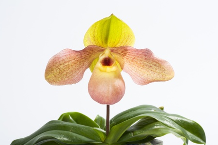 paph hangianum x paph  malipoenseの写真素材