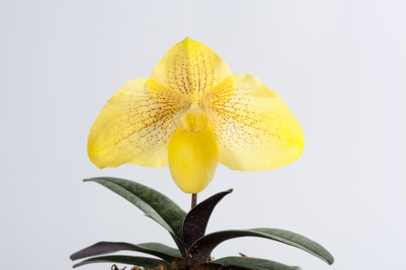 Paph Kiryu  armeniacum x leucochilum の写真素材