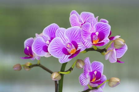  Phalaenopsis orchid の写真素材