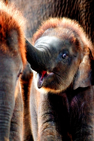 Smile of elephant in Thailand