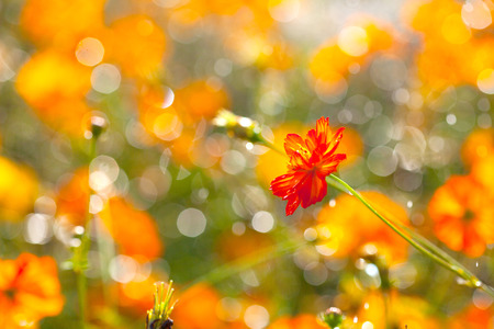Flowers blooming in the rain the sun shines の写真素材